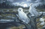 (image for) Snowy Owls